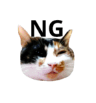 三毛猫キャミーのおてんばな日常（個別スタンプ：17）