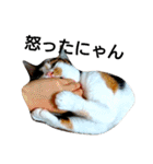 三毛猫キャミーのおてんばな日常（個別スタンプ：19）