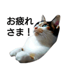 三毛猫キャミーのおてんばな日常（個別スタンプ：20）