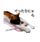 三毛猫キャミーのおてんばな日常（個別スタンプ：21）