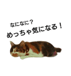 三毛猫キャミーのおてんばな日常（個別スタンプ：22）