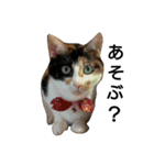 三毛猫キャミーのおてんばな日常（個別スタンプ：23）
