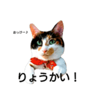三毛猫キャミーのおてんばな日常（個別スタンプ：24）