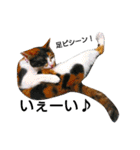 三毛猫キャミーのおてんばな日常（個別スタンプ：25）