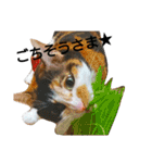 三毛猫キャミーのおてんばな日常（個別スタンプ：26）