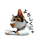 三毛猫キャミーのおてんばな日常（個別スタンプ：27）