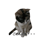 三毛猫キャミーのおてんばな日常（個別スタンプ：29）