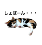 三毛猫キャミーのおてんばな日常（個別スタンプ：31）