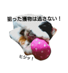 三毛猫キャミーのおてんばな日常（個別スタンプ：33）