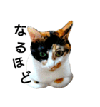 三毛猫キャミーのおてんばな日常（個別スタンプ：34）