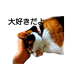三毛猫キャミーのおてんばな日常（個別スタンプ：36）