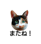 三毛猫キャミーのおてんばな日常（個別スタンプ：38）
