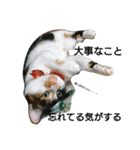 三毛猫キャミーのおてんばな日常（個別スタンプ：39）