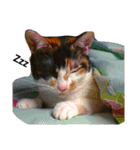 三毛猫キャミーのおてんばな日常（個別スタンプ：40）
