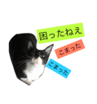 かもめときなこ（個別スタンプ：7）