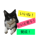 かもめときなこ（個別スタンプ：10）