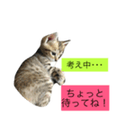 かもめときなこ（個別スタンプ：11）