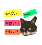 かもめときなこ（個別スタンプ：12）