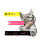 かもめときなこ（個別スタンプ：16）