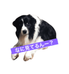 ボーダーコリーのそらくん（個別スタンプ：2）