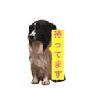 ボーダーコリーのそらくん（個別スタンプ：4）
