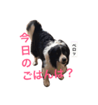 ボーダーコリーのそらくん（個別スタンプ：5）