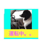 ボーダーコリーのそらくん（個別スタンプ：6）