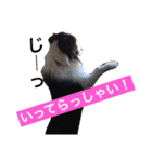 ボーダーコリーのそらくん（個別スタンプ：7）