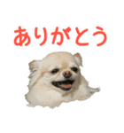 akuchanlove vol.1（個別スタンプ：1）