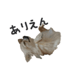 akuchanlove vol.1（個別スタンプ：3）