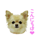 akuchanlove vol.1（個別スタンプ：4）