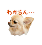 akuchanlove vol.1（個別スタンプ：6）