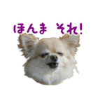 akuchanlove vol.1（個別スタンプ：7）
