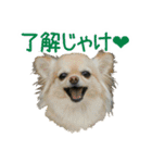 akuchanlove vol.1（個別スタンプ：9）