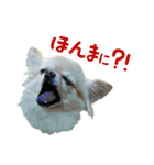 akuchanlove vol.1（個別スタンプ：11）