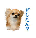 akuchanlove vol.1（個別スタンプ：12）