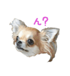 akuchanlove vol.1（個別スタンプ：14）