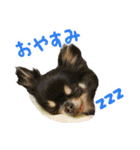 akuchanlove vol.1（個別スタンプ：15）