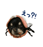 akuchanlove vol.1（個別スタンプ：16）