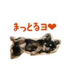 akuchanlove vol.1（個別スタンプ：17）