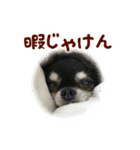 akuchanlove vol.1（個別スタンプ：20）