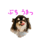 akuchanlove vol.1（個別スタンプ：21）