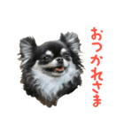 akuchanlove vol.1（個別スタンプ：22）