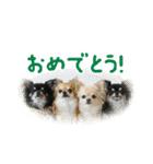 akuchanlove vol.1（個別スタンプ：24）