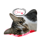 Meow~(=^.^=)（個別スタンプ：2）