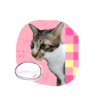 Meow~(=^.^=)（個別スタンプ：4）