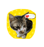Meow~(=^.^=)（個別スタンプ：5）