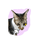 Meow~(=^.^=)（個別スタンプ：6）