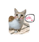 Meow~(=^.^=)（個別スタンプ：7）