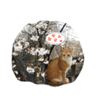Meow~(=^.^=)（個別スタンプ：9）